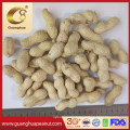 New Crop Raw Peanut in Shell Materials for Roasting